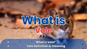 Vole Meaning - What is Vole